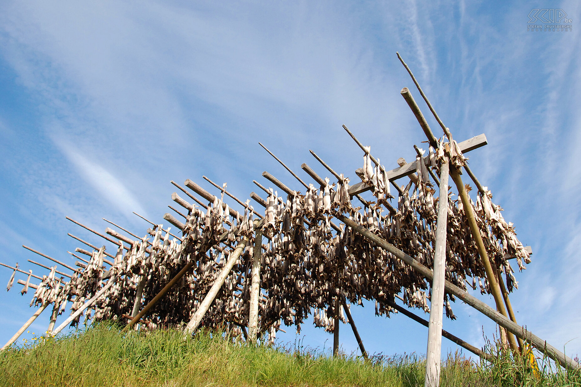 Hamnøy - Stockfish All along the occupied coast of the Lofoten you will find racks of stockfish. Stockfish is sun and wind dried fish, usually cod fish. This preservation method goes back to the times of the Vikings. The fish is caught in winter, and the head and intestines are removed before being hung onto sticks. Stockfish is particularly popular in Italy, Spain and Portugal. Stefan Cruysberghs